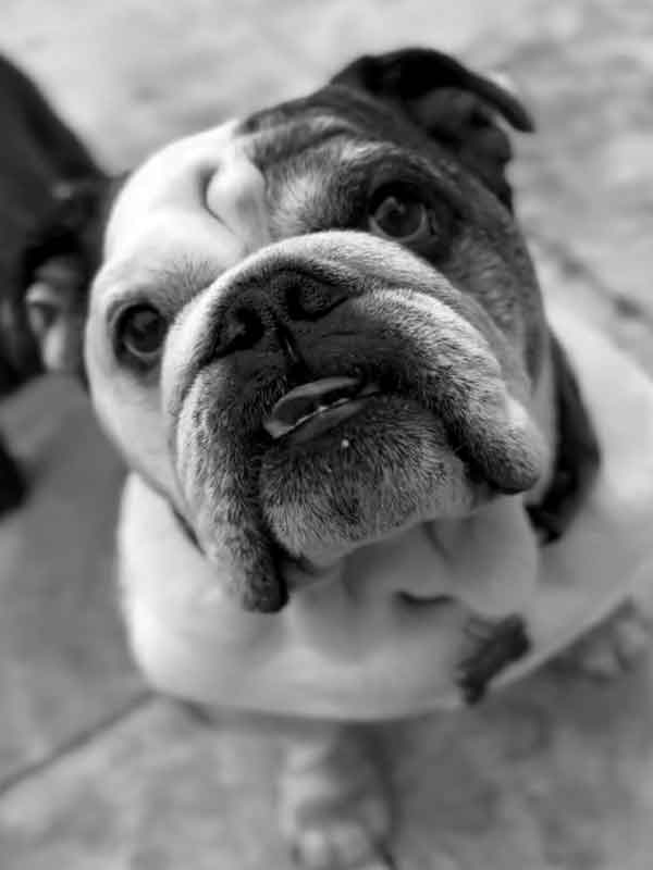 Dr. Bob - the studio dog at Balance Health Studio